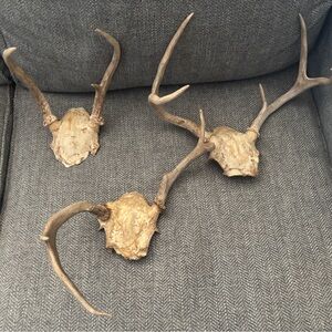 Texas White Tail Deer Antlers.